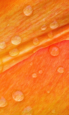 Das Dew Drops On Orange Petal Wallpaper 240x400