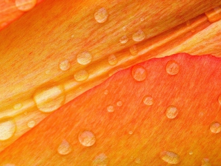 Sfondi Dew Drops On Orange Petal 320x240