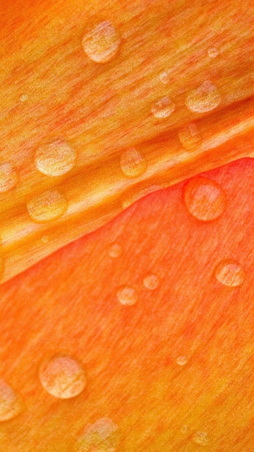 Das Dew Drops On Orange Petal Wallpaper 360x640