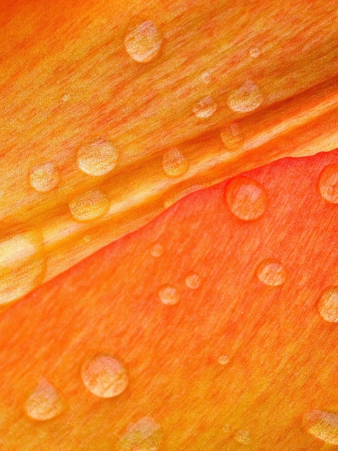 Dew Drops On Orange Petal wallpaper 480x640
