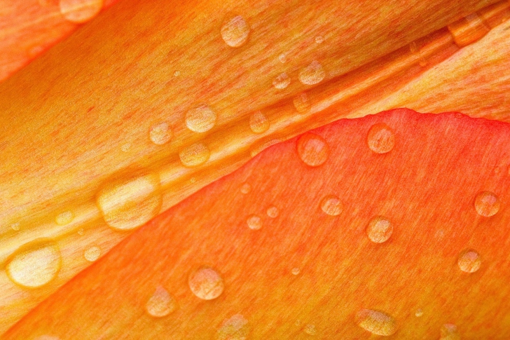 Обои Dew Drops On Orange Petal