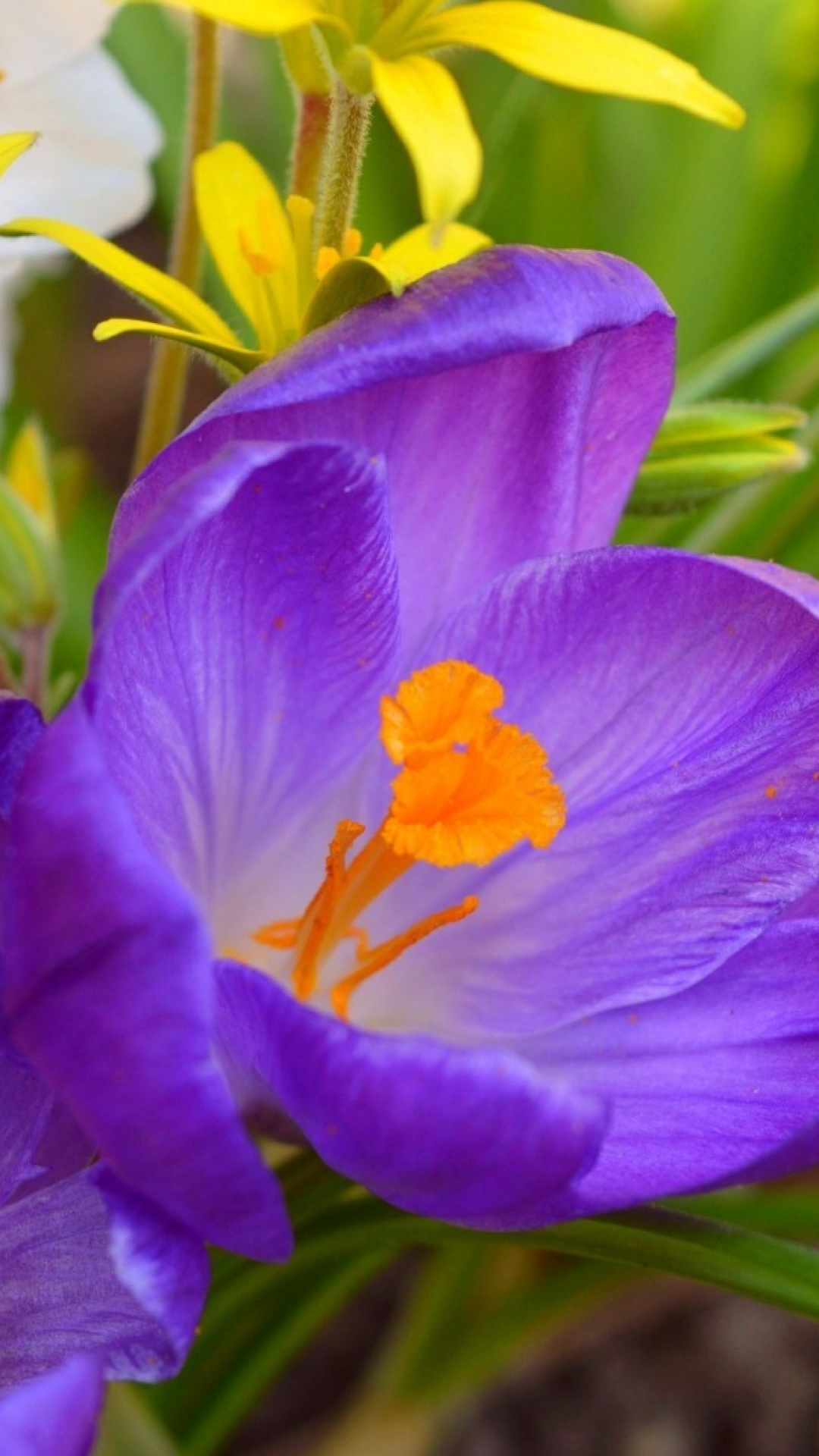 Sfondi Spring Purple Crocus 1080x1920