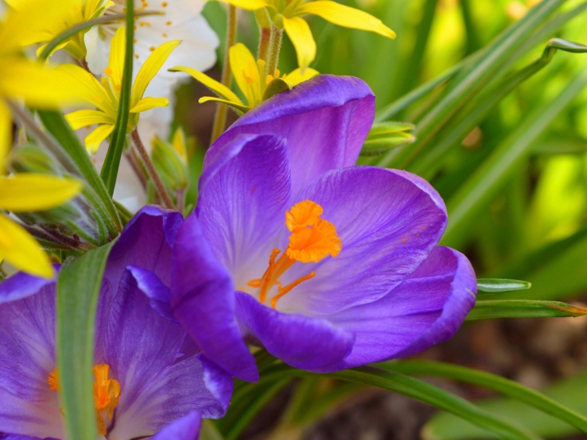 Das Spring Purple Crocus Wallpaper 1152x864