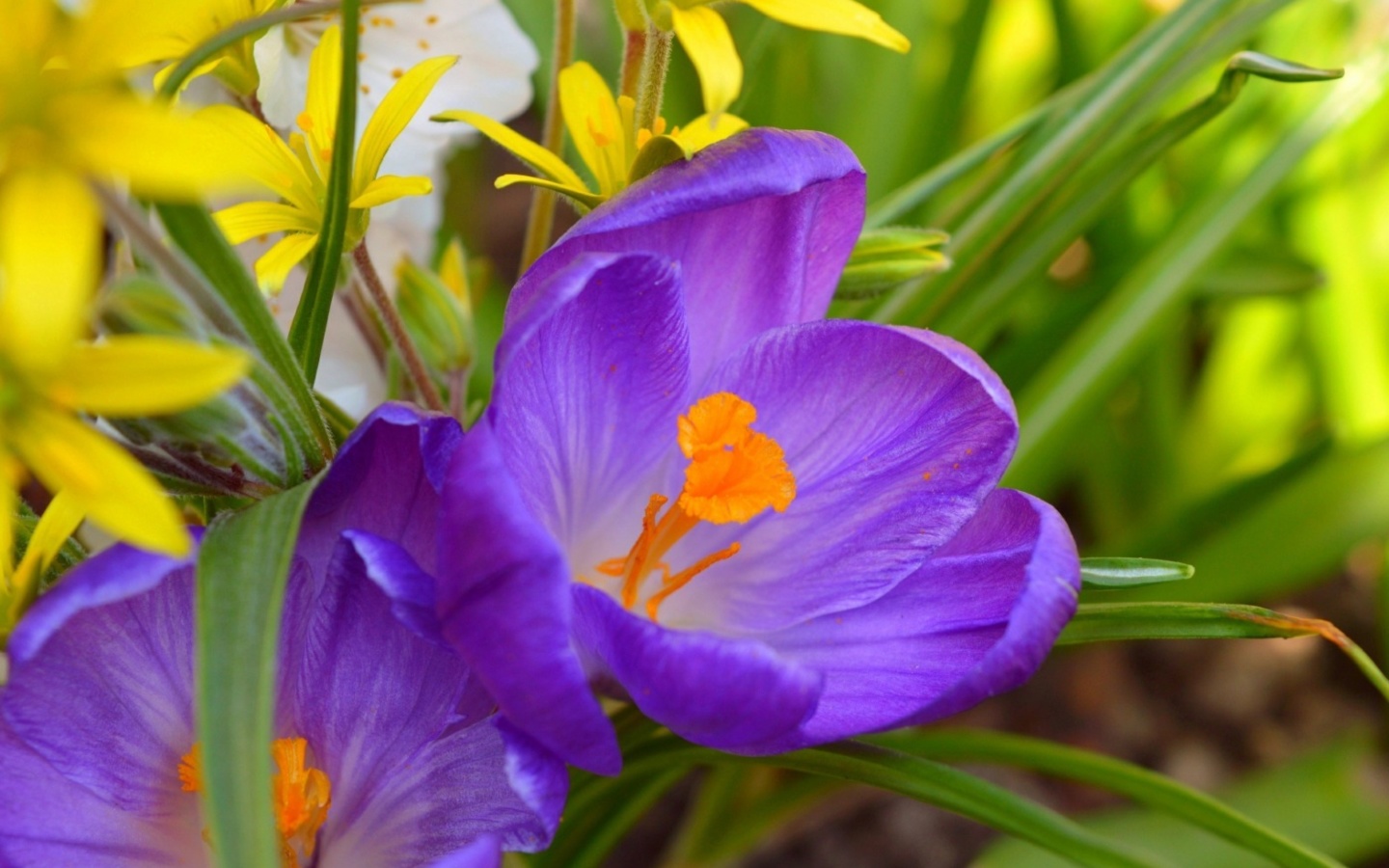 Sfondi Spring Purple Crocus 1440x900
