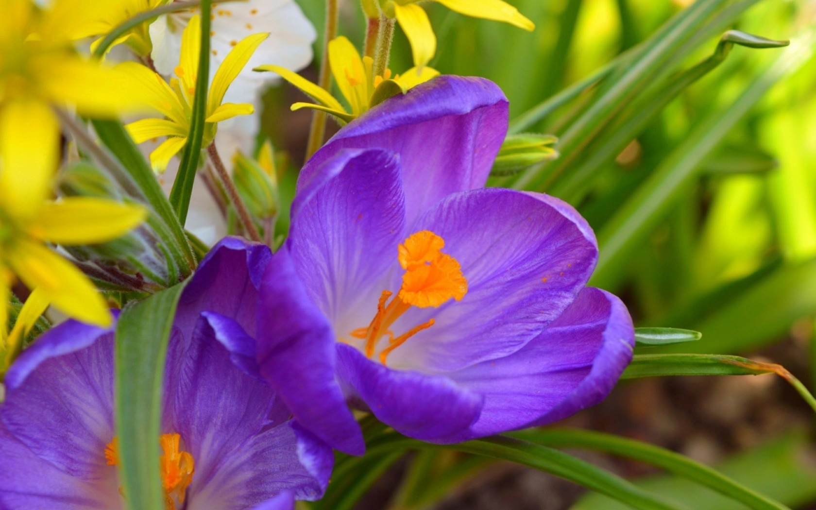 Screenshot №1 pro téma Spring Purple Crocus 1680x1050