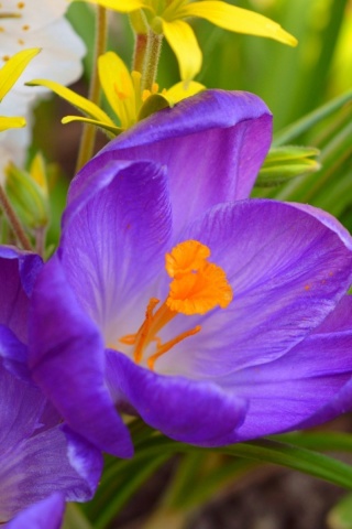 Spring Purple Crocus screenshot #1 320x480