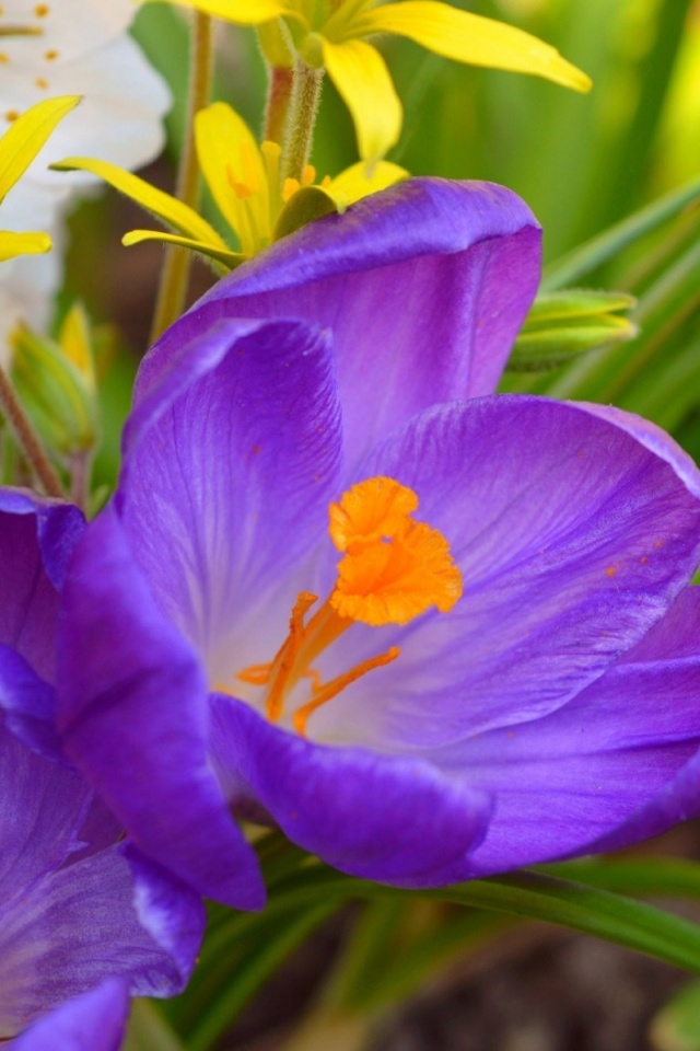 Fondo de pantalla Spring Purple Crocus 640x960