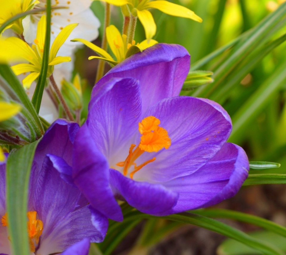 Spring Purple Crocus screenshot #1 960x854