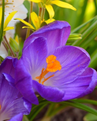 Spring Purple Crocus - Obrázkek zdarma pro 480x640