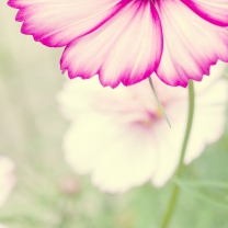 Flowers wallpaper 208x208