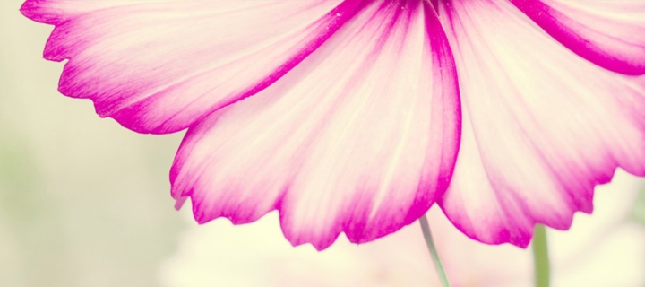 Flowers wallpaper 720x320