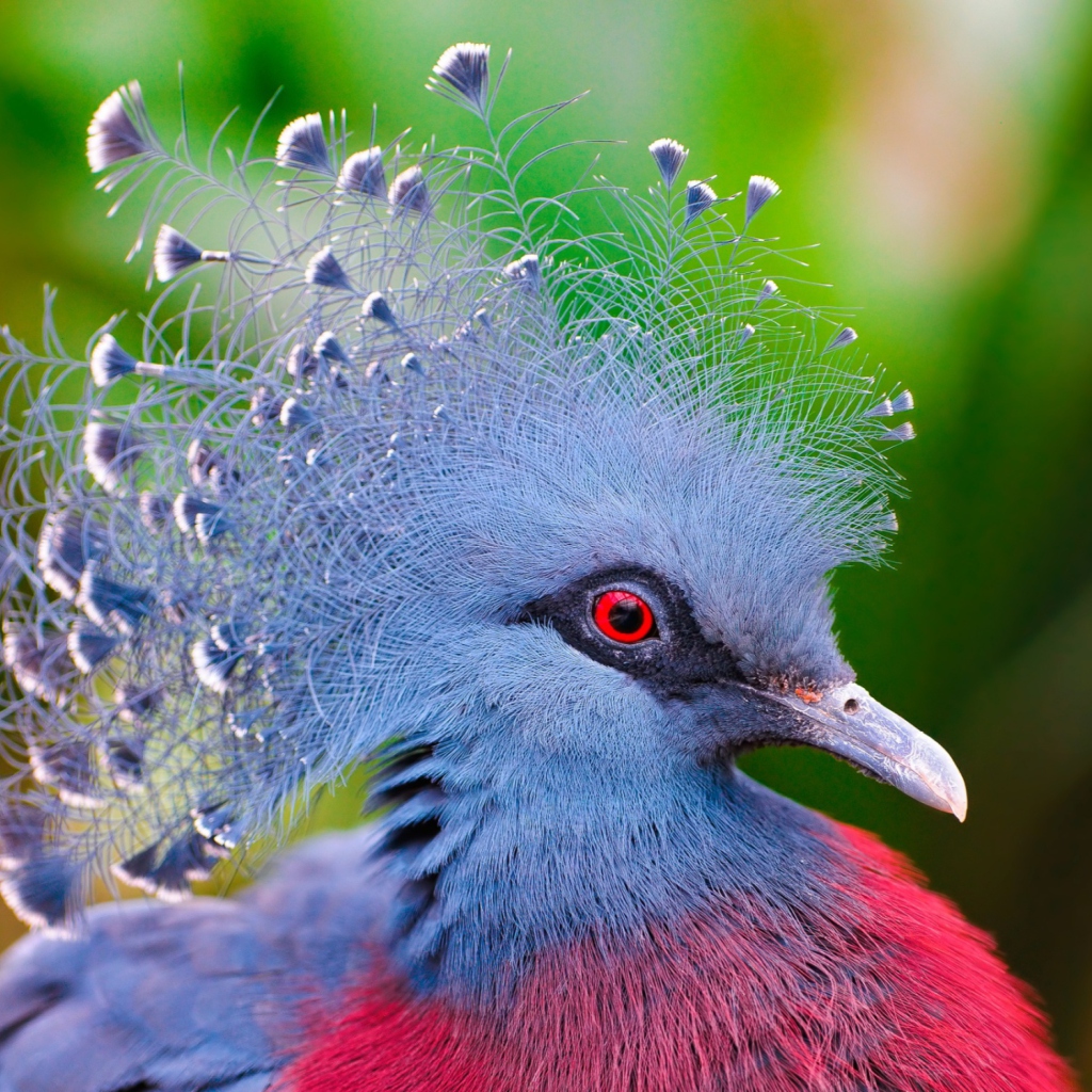 Screenshot №1 pro téma Victoria Crowned Pigeon 1024x1024