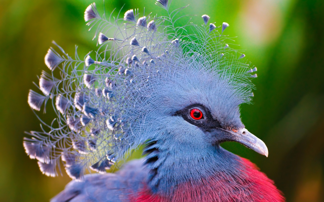 Screenshot №1 pro téma Victoria Crowned Pigeon 1280x800