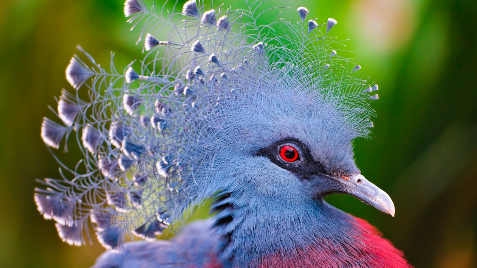 Victoria Crowned Pigeon screenshot #1 1600x900