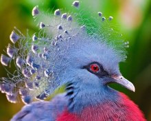 Victoria Crowned Pigeon wallpaper 220x176