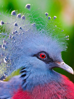 Das Victoria Crowned Pigeon Wallpaper 240x320