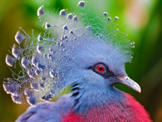 Victoria Crowned Pigeon screenshot #1 320x240