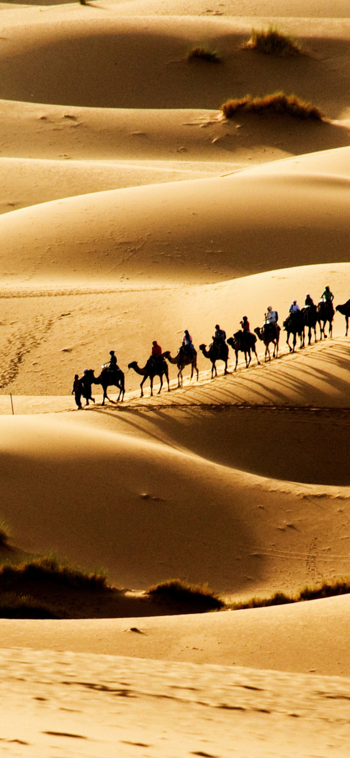 Das Camel Caravan In Desert Wallpaper 1170x2532