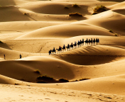 Camel Caravan In Desert wallpaper 176x144
