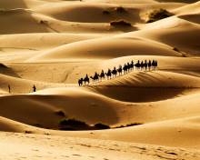 Camel Caravan In Desert wallpaper 220x176