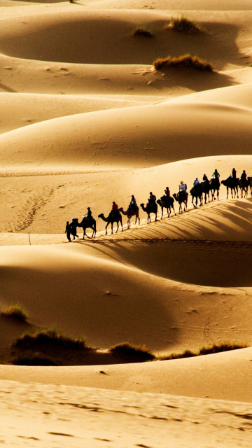 Camel Caravan In Desert wallpaper 360x640