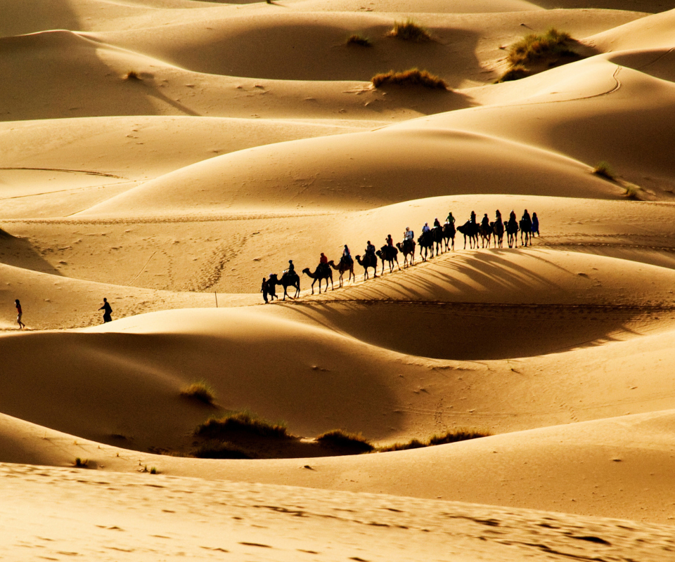 Camel Caravan In Desert wallpaper 960x800