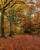 Das Autumn Forest Wallpaper 128x160