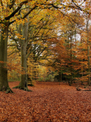 Autumn Forest screenshot #1 132x176
