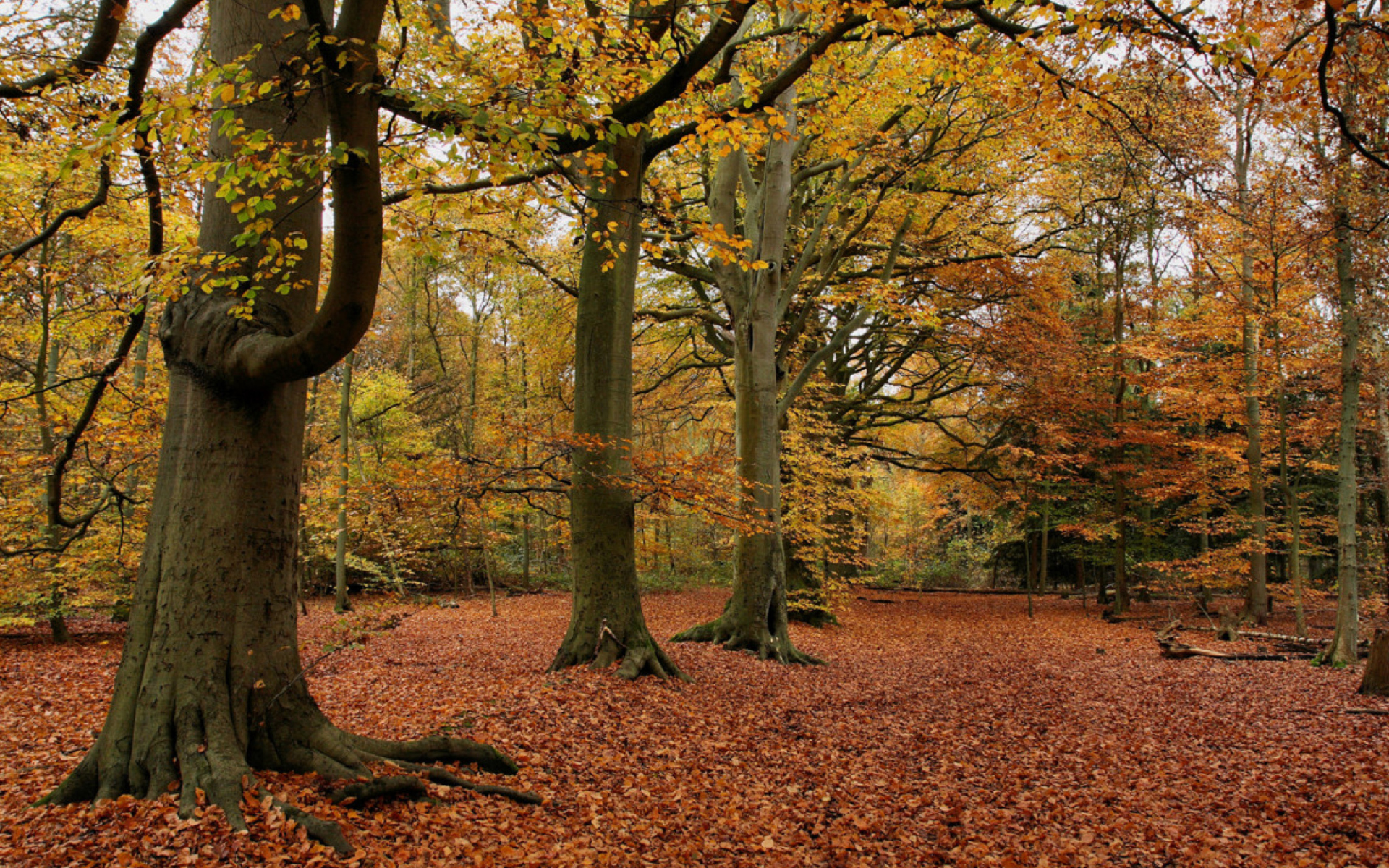 Das Autumn Forest Wallpaper 1920x1200