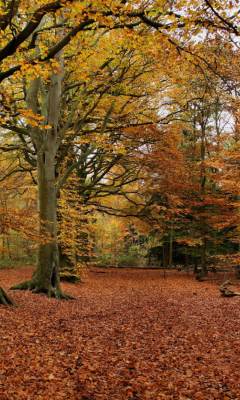 Sfondi Autumn Forest 240x400