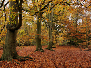 Autumn Forest screenshot #1 320x240