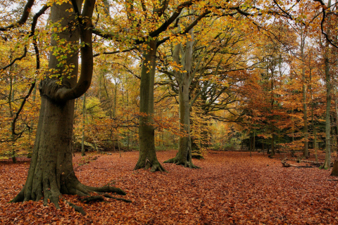 Das Autumn Forest Wallpaper 480x320
