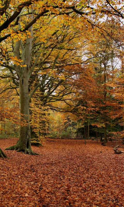 Das Autumn Forest Wallpaper 480x800