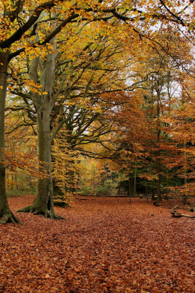 Autumn Forest screenshot #1 640x960