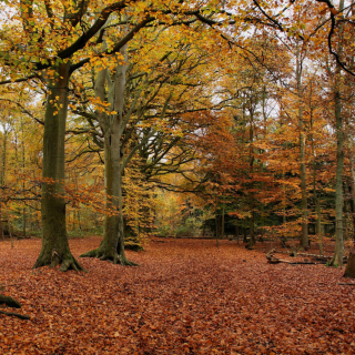 Kostenloses Autumn Forest Wallpaper für iPad 3