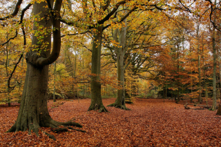 Kostenloses Autumn Forest Wallpaper für 1366x768