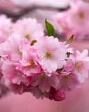 Cherry Flowers wallpaper 128x160