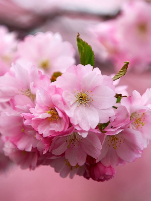 Cherry Flowers wallpaper 480x640