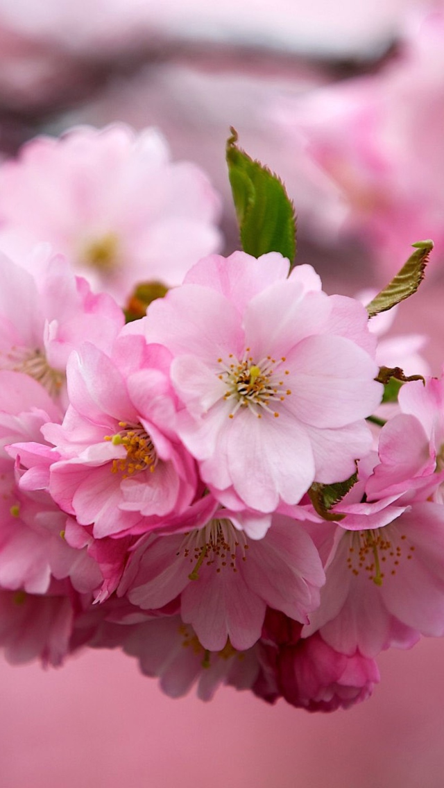 Das Cherry Flowers Wallpaper 640x1136