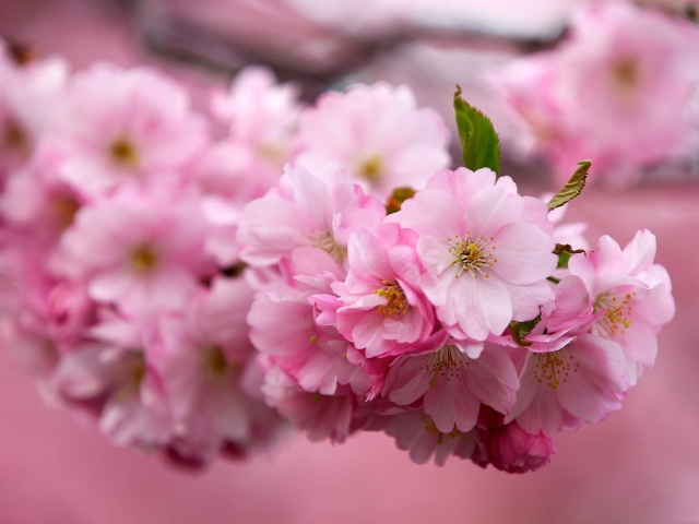 Cherry Flowers wallpaper 640x480