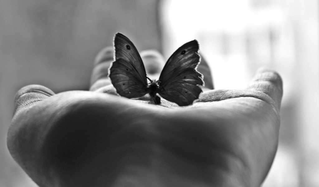 Обои Butterfly In Hand 1024x600