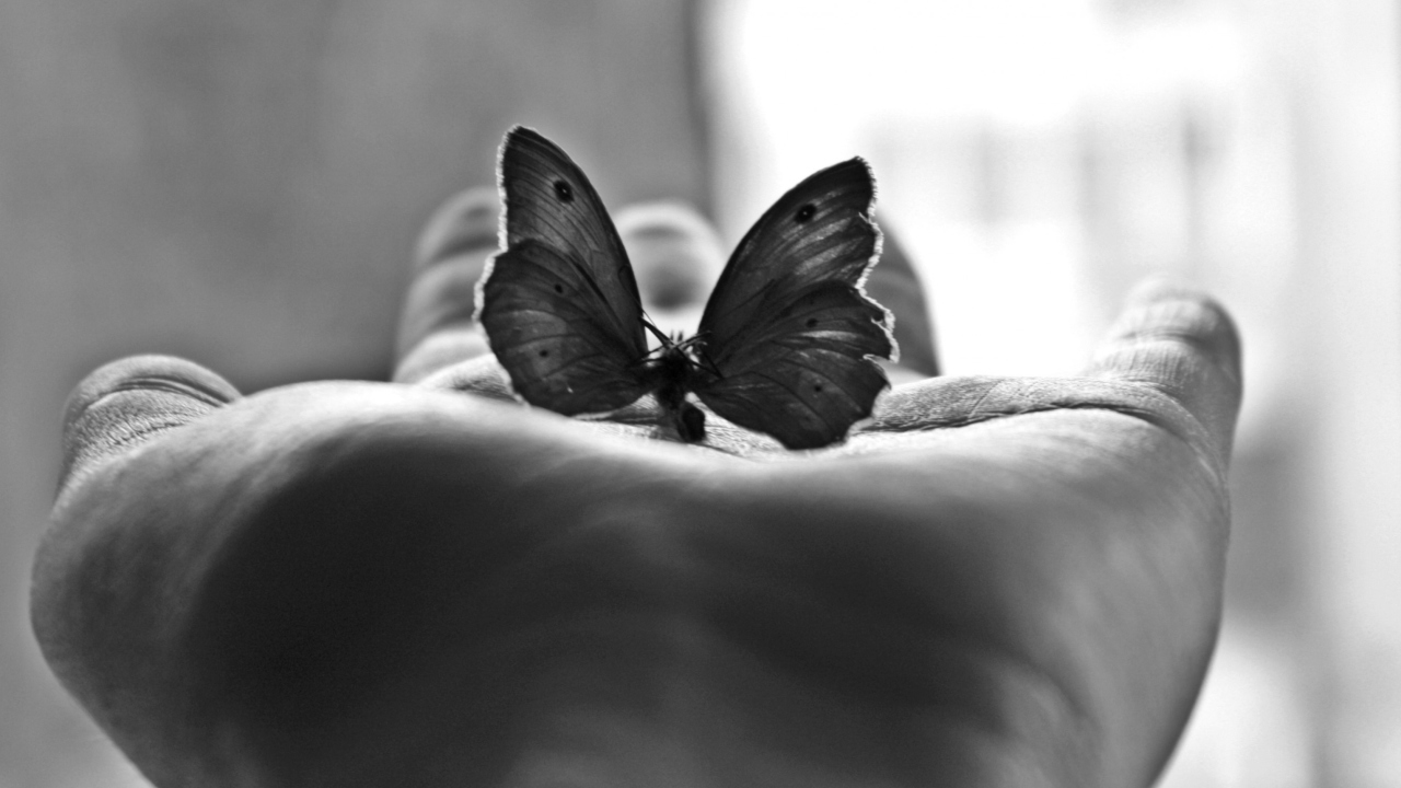 Butterfly In Hand screenshot #1 1280x720