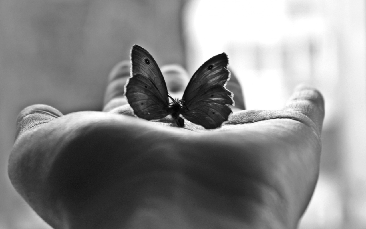 Butterfly In Hand wallpaper 1280x800