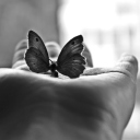 Das Butterfly In Hand Wallpaper 128x128