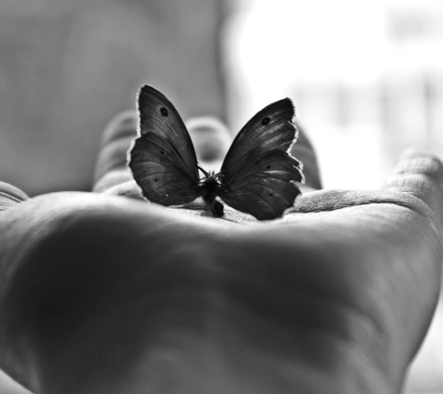 Das Butterfly In Hand Wallpaper 1440x1280