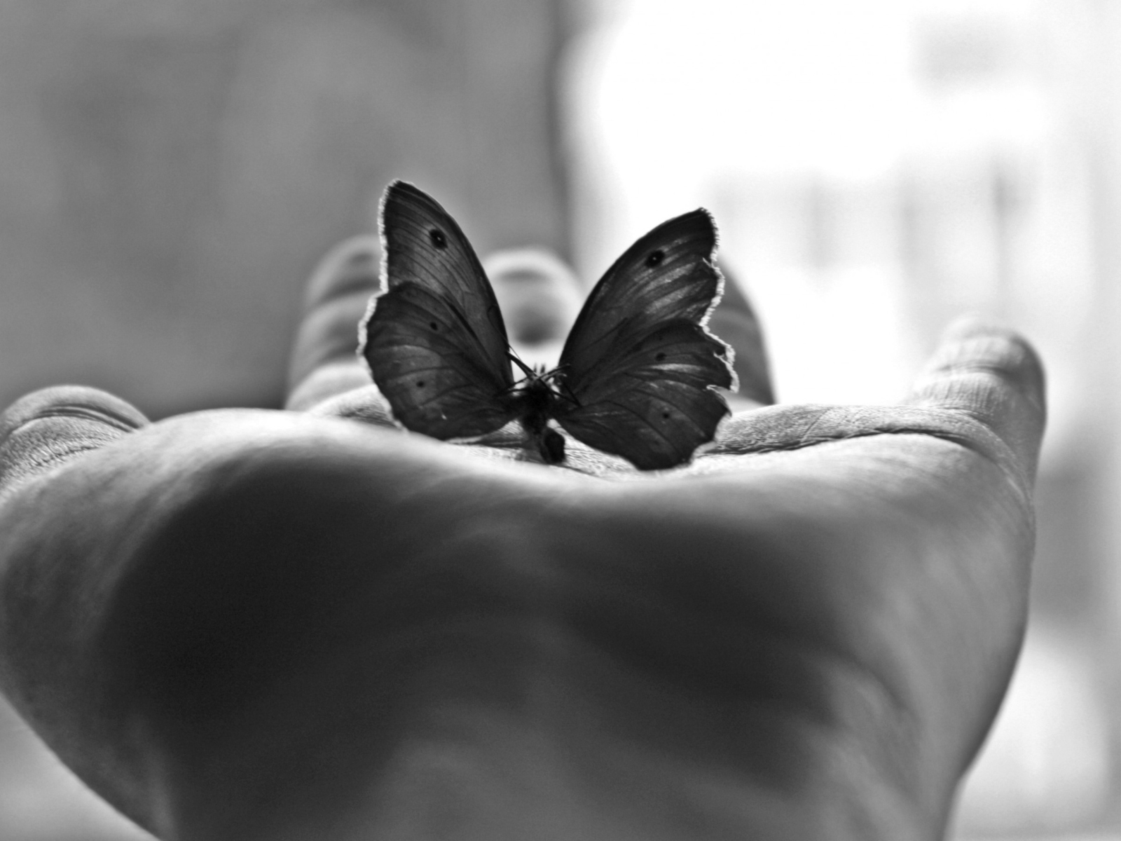 Butterfly In Hand screenshot #1 1600x1200