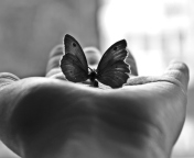 Das Butterfly In Hand Wallpaper 176x144