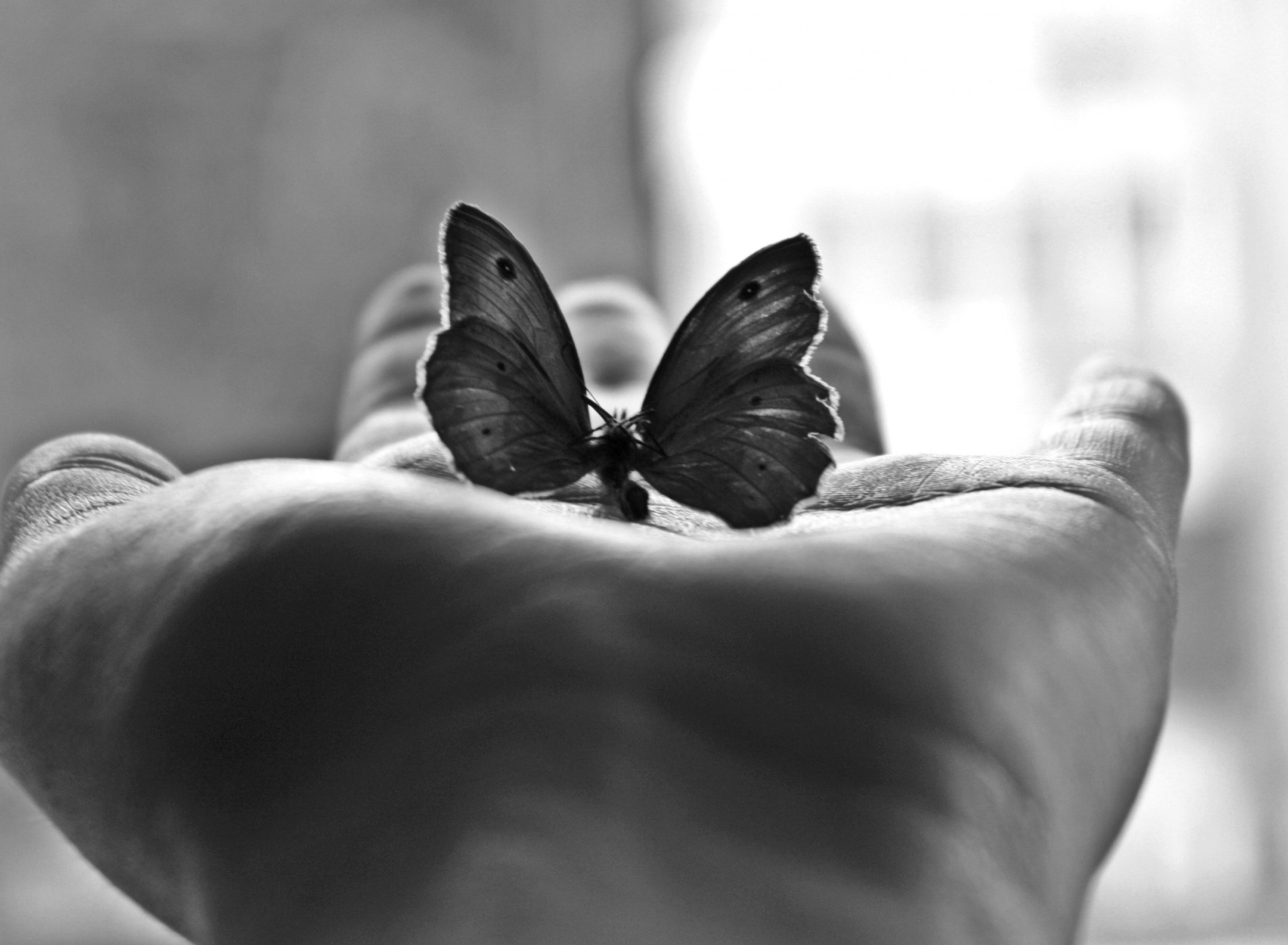 Обои Butterfly In Hand 1920x1408