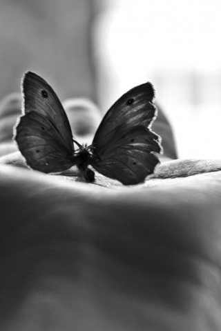Butterfly In Hand screenshot #1 320x480