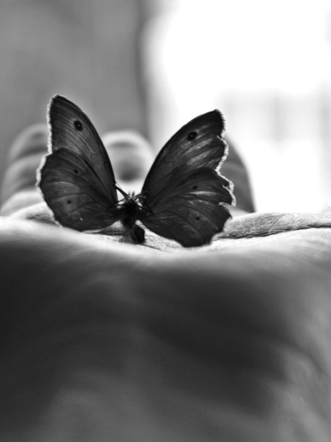 Обои Butterfly In Hand 480x640